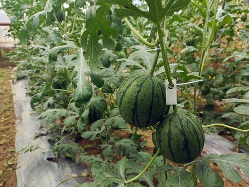 怎么网上吃瓜最快,揭秘最快网上吃瓜攻略