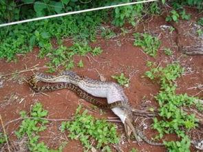 《吞噬巨蟒》 吃瓜,一场惊心动魄的生存较量
