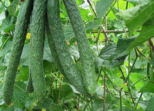 楼内吃瓜,邻里间的趣味生活瞬间