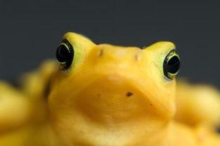 好奇蛙吃瓜现场,揭秘瓜界风云