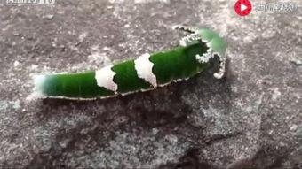 老虎吃瓜动物视频大全,老虎吃瓜动物趣味视频大盘点