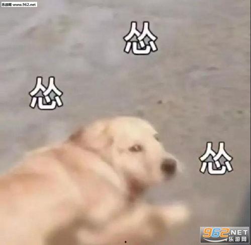 狗吃瓜表情包图片