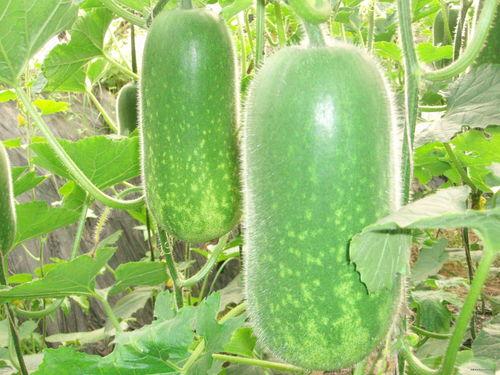 有痔疮可以吃瓜,适量吃瓜助缓解不适