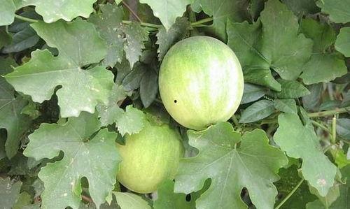 梦见在瓜地里分瓜吃,瓜地分瓜，共享丰收喜悦